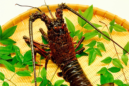 'Ise ebi' Japanese spiny lobster01