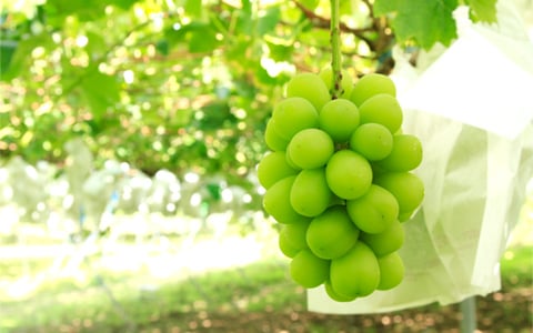 “Shine Muscat” Grapes 03