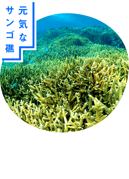 元気なサンゴ礁 生命力が溢れる豊かなサンゴが自慢。カラフルな魚が隠れ家にして群れています。大仏サンゴと呼ばれる大群落は必見です！