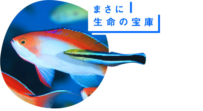 まさに生命の宝庫 黒潮の恩恵を受けた北部のポイントでは、圧巻の魚群があちこちで見られる。美しい熱帯魚の群れに癒やされよう。