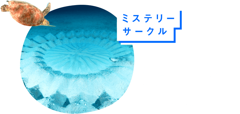 ミステリーサークル 真っ白な海底に現れるナゾの幾何学模様…製作者はなんとアマミホシゾラフグという魚！ぜひ自分の目でチェック！（3～6月頃限定）