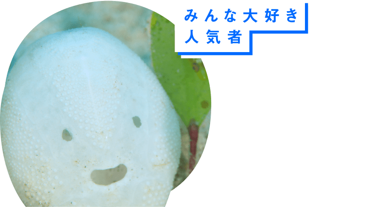 みんな大好き人気者 とにかく可愛い彼（？）の名前は“ぶんぶくん”。ウニの仲間である「ブンブク」という生物の殻に穴を開けて顔を作っています。