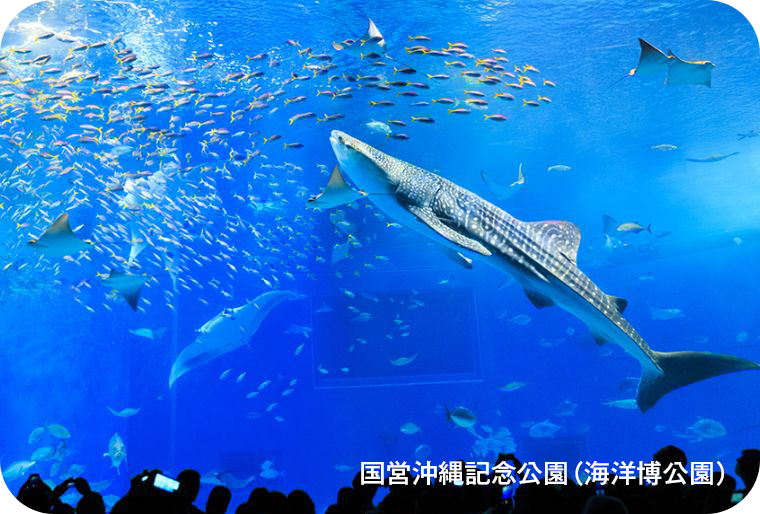 美ら海水族館 イメージ