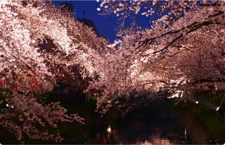 Nighttime Blossoms