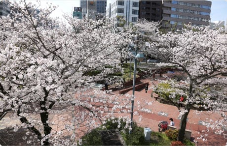 A Blossom-viewing Site Right in the Center of the City