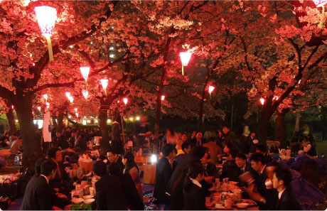 Nighttime Cherry-tree Illumination